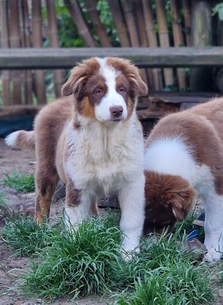 Australian Shepherd Welpen