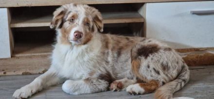 Australian Shepherd Welpen