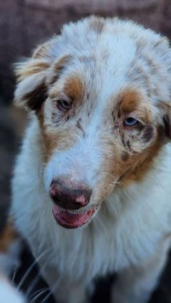 Australian Shepherd Welpen
