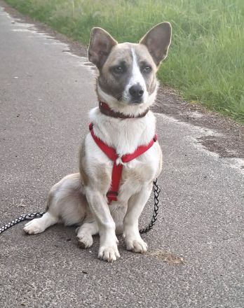 Praline auf Pflegestelle in 44575 Castrop Rauxel sucht ihr Für-immer-Zuhause