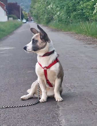 Praline auf Pflegestelle in 44575 Castrop Rauxel sucht ihr Für-immer-Zuhause
