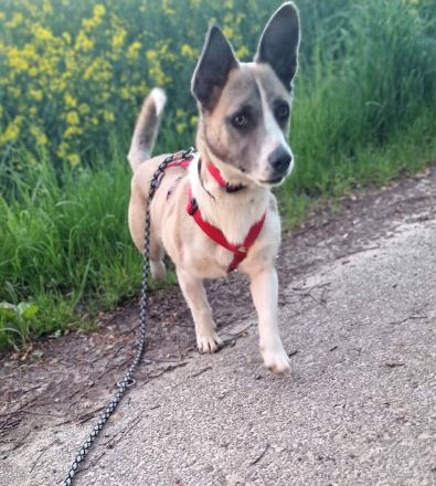 Praline auf Pflegestelle in 44575 Castrop Rauxel sucht ihr Für-immer-Zuhause