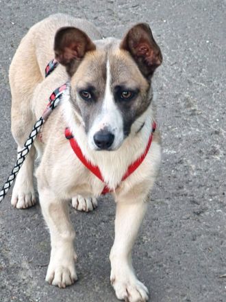 Praline auf Pflegestelle in 44575 Castrop Rauxel sucht ihr Für-immer-Zuhause