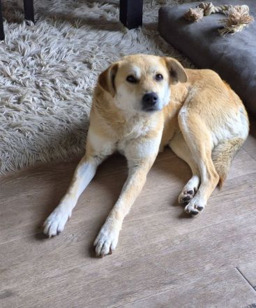 Peggy, 9 Jahre alt, ein Rohdiamant, freundlich, stubenrein und anhänglich, sucht endlich ihr Glück