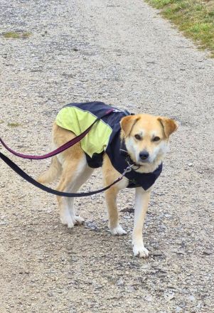 Peggy, 9 Jahre alt, ein Rohdiamant, freundlich, stubenrein und anhänglich, sucht endlich ihr Glück