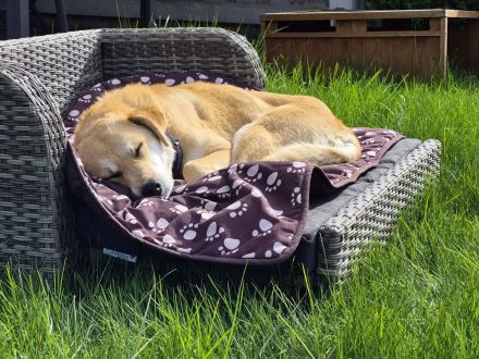Peggy, 9 Jahre alt, ein Rohdiamant, freundlich, stubenrein und anhänglich, sucht endlich ihr Glück