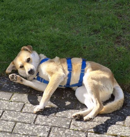 Peggy, 9 Jahre alt, ein Rohdiamant, freundlich, stubenrein und anhänglich, sucht endlich ihr Glück