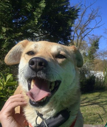 Peggy, 9 Jahre alt, ein Rohdiamant, freundlich, stubenrein und anhänglich, sucht endlich ihr Glück