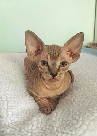 Unsere 5 Sphynx-Jungen aus Karlsruhe sind 6 Wochen alt geworden. Sommerangebot