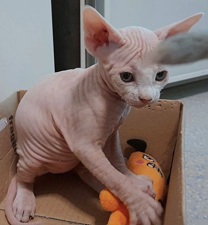 Unsere 5 Sphynx-Jungen aus Karlsruhe sind 6 Wochen alt geworden. Sommerangebot