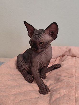Unsere 5 Sphynx-Jungen aus Karlsruhe sind 6 Wochen alt geworden. Sommerangebot