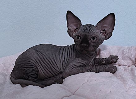 Canadia Sphynx-Junge aus Karlsruhe ist 7 Wochen alt geworden. Sommerangebot