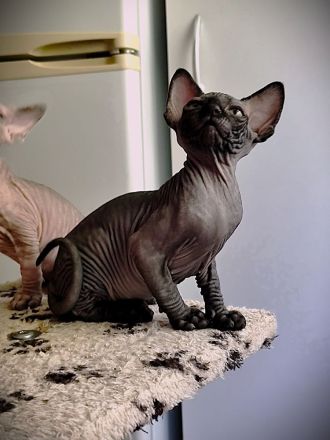 Canadia Sphynx-Junge aus Karlsruhe ist 7 Wochen alt geworden. Sommerangebot