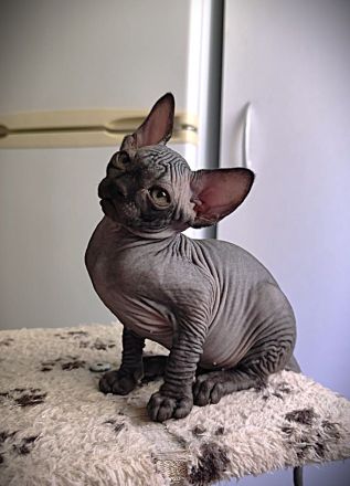 Canadia Sphynx-Junge aus Karlsruhe ist 7 Wochen alt geworden. Sommerangebot