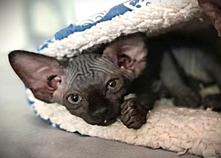 Canadia Sphynx-Junge aus Karlsruhe ist 7 Wochen alt geworden. Sommerangebot