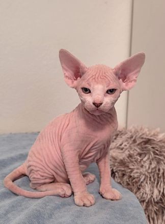 Unsere 5 Sphynx-Jungen aus Karlsruhe sind 6 Wochen alt geworden. Sommerangebot