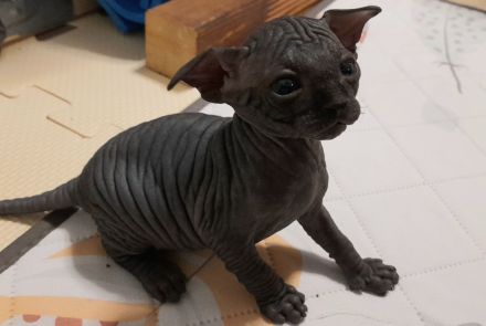 Canadian-Sphynx-Kitten aus liebevoller Hobbyzucht – ab Mitte Juli abgabebereit