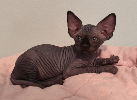 Unsere 5 Sphynx-Jungen aus Karlsruhe sind 6 Wochen alt geworden. Sommerangebot
