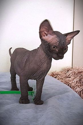 Canadia Sphynx-Junge aus Karlsruhe ist 7 Wochen alt geworden. Sommerangebot