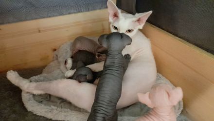 Canadian-Sphynx-Kitten aus liebevoller Hobbyzucht – ab Mitte Juli abgabebereit