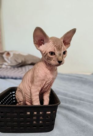 Unsere 5 Sphynx-Jungen aus Karlsruhe sind 6 Wochen alt geworden. Sommerangebot