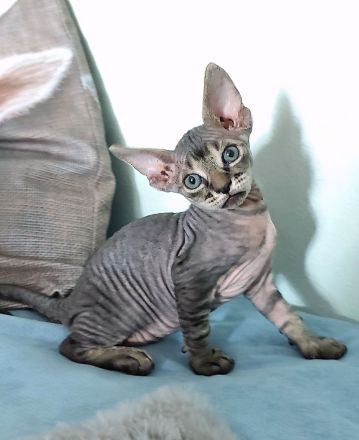 Unsere 5 Sphynx-Jungen aus Karlsruhe sind 6 Wochen alt geworden. Sommerangebot