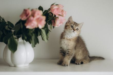 BKH Kitten reinrassig