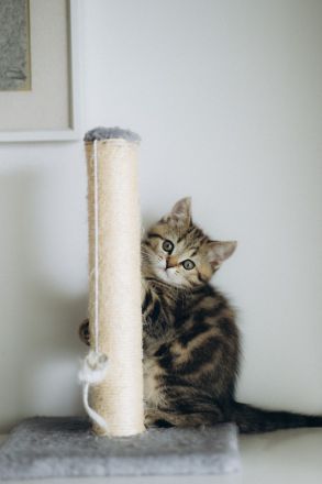 BKH Kitten reinrassig