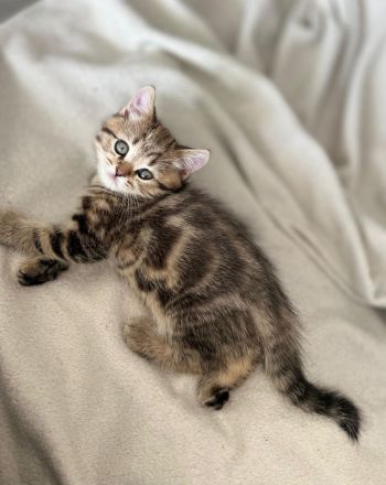 BKH Kitten reinrassig