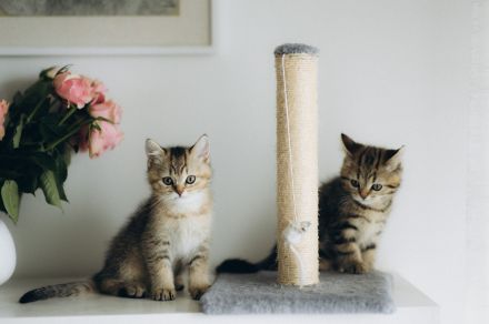 BKH Kitten reinrassig