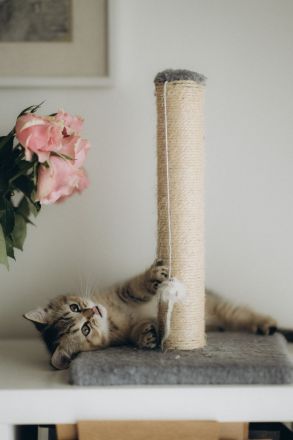 BKH Kitten reinrassig