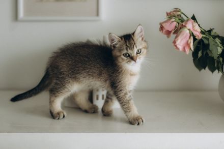 BKH Kitten reinrassig