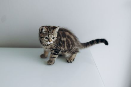 BKH Kitten reinrassig