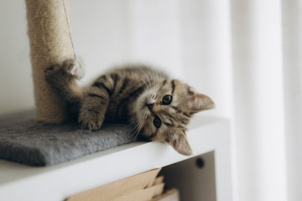 BKH Kitten reinrassig