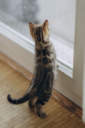 BKH Kitten reinrassig