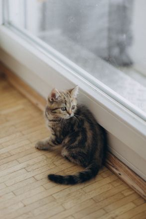 BKH Kitten reinrassig