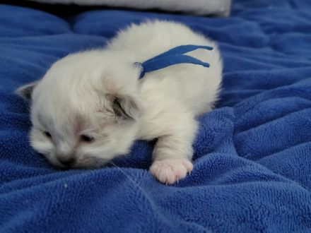 Heilige Birma vom Züchter mit Papieren