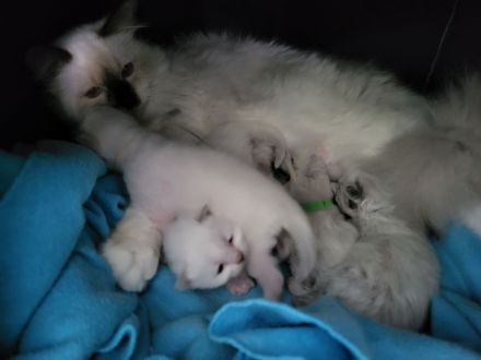 Heilige Birma vom Züchter mit Papieren