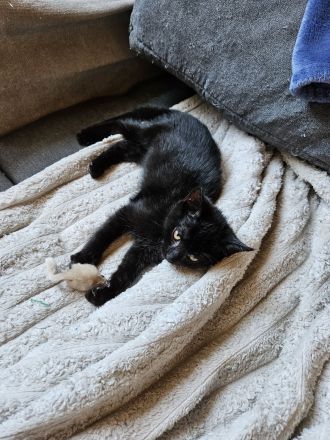 Katzenbaby abzugeben