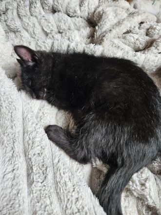 Katzenbaby abzugeben
