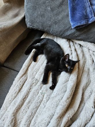 Katzenbaby abzugeben