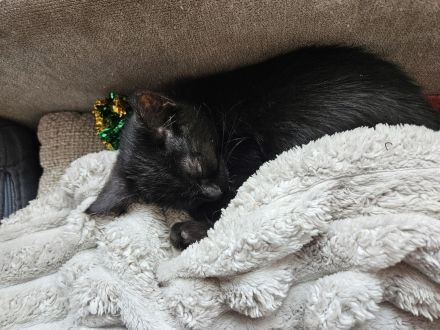 Katzenbaby Maine Coon mix abzugeben