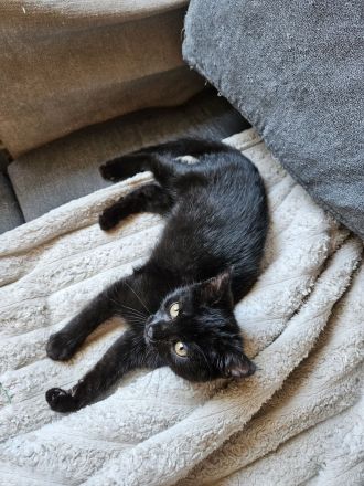 Katzenbaby abzugeben