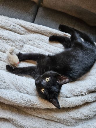 Katzenbaby abzugeben