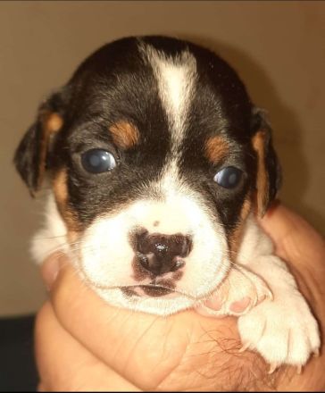 Dänisch Schwedischer Farmdog/ Dansky