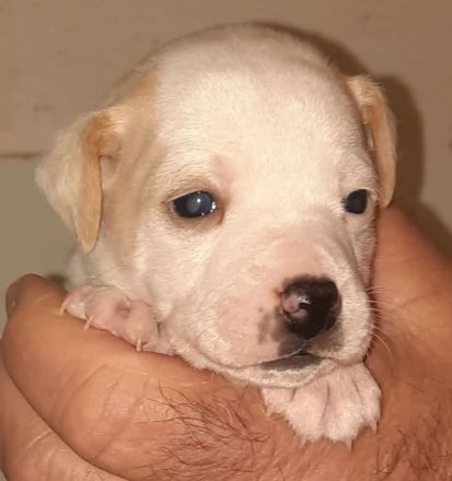 Dänisch Schwedischer Farmdog/ Dansky