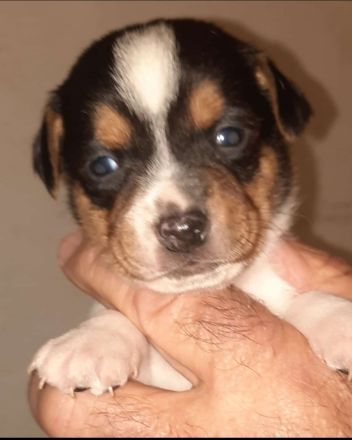 Dänisch Schwedischer Farmdog/ Dansky