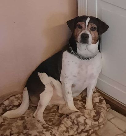 Dänisch Schwedischer Farmdog/ Dansky