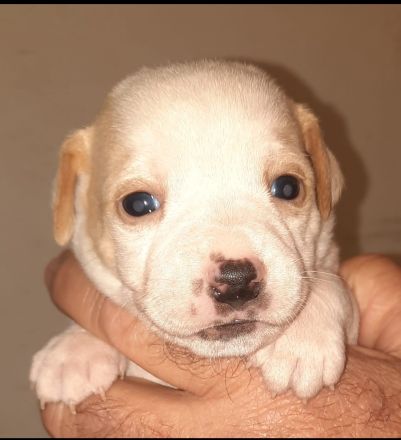 Dänisch Schwedischer Farmdog/ Dansky