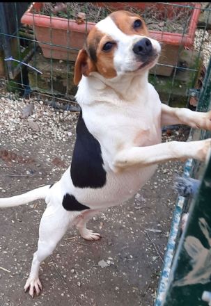 Dänisch Schwedischer Farmdog/ Dansky